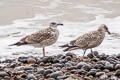 Caspian Gull Larus cachinnans