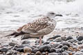 Caspian Gull Larus cachinnans