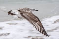 Caspian Gull Larus cachinnans