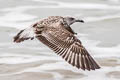 Caspian Gull Larus cachinnans