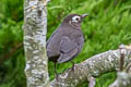 Common Blackbird Turdus merula merula (Eurasian Blackbird)