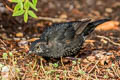 Common Blackbird Turdus merula merula (Eurasian Blackbird)