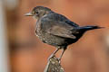 Common Blackbird Turdus merula merula (Eurasian Blackbird)