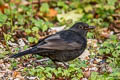 Common Blackbird Turdus merula merula (Eurasian Blackbird)