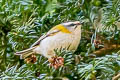 Common Firecrest Regulus ignicapilla