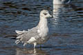 Common Gull Larus canus canus