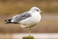 Common Gull Larus canus canus