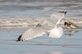 Common Gull Larus canus canus