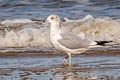 Common Gull Larus canus canus