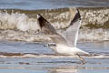 Common Gull Larus canus canus