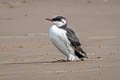 Common Murre Uria aalge albionis (Common Guillemot)