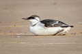 Common Murre Uria aalge albionis (Common Guillemot)