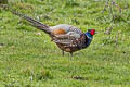 Common PheasantPhasianus colchicus ssp.