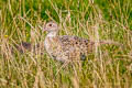 Common PheasantPhasianus colchicus ssp.