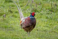 Common PheasantPhasianus colchicus ssp.