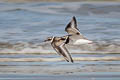 Common Ringed Plover Charadrius hiaticula hiaticula