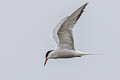 Common Tern Sterna hirundo hirundo