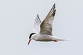 Common Tern Sterna hirundo hirundo