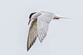 Common Tern Sterna hirundo hirundo