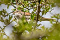 Common Whitethroat Curruca communis communis