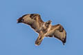 Common Buzzard Buteo buteo buteo