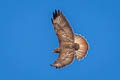 Common Buzzard Buteo buteo buteo