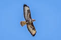 Common Buzzard Buteo buteo buteo