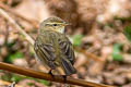 Common Chiffchaff Phylloscopus collybita collybita