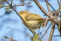 Common Chiffchaff Phylloscopus collybita collybita