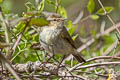 Common Chiffchaff Phylloscopus collybita collybita