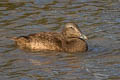 Common Eider Somateria mollissima mollissima