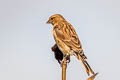 Common Linnet Linaria cannabina cannabina (Eurasian Linnet)