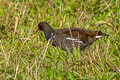 Common Moorhen Gallinula chloropus chloropus