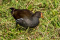 Common Moorhen Gallinula chloropus chloropus