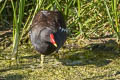 Common Moorhen Gallinula chloropus chloropus