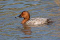 Common Pochard Aythya ferina