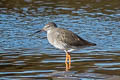 Common Redshank Tringa totanus totanus