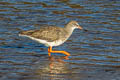 Common Redshank Tringa totanus totanus