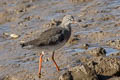 Common Redshank Tringa totanus totanus