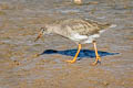 Common Redshank Tringa totanus totanus