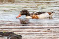 Common Shelduck Tadorna tadorna