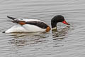 Common Shelduck Tadorna tadorna