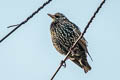 Common Starling Sturnus vulgaris vulgaris