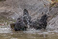 Common Starling Sturnus vulgaris vulgaris