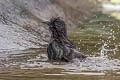 Common Starling Sturnus vulgaris vulgaris