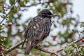 Common Starling Sturnus vulgaris vulgaris