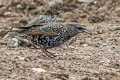 Common Starling Sturnus vulgaris vulgaris