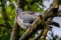 Common Wood Pigeon Columba palumbus palumbus 