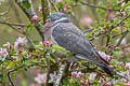 Common Wood Pigeon Columba palumbus palumbus 