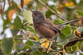 Dartford Warbler Curruca undata dartfordiensis